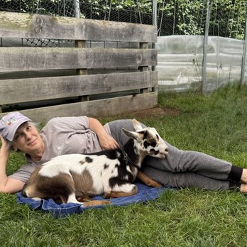 Happy Goats Farm - Yoga Near Me - Holliston, Massachusetts Happy Goats Farm - Yoga Near Me - Holliston, Massachusetts