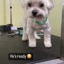 Chubby Puppy Pet Grooming