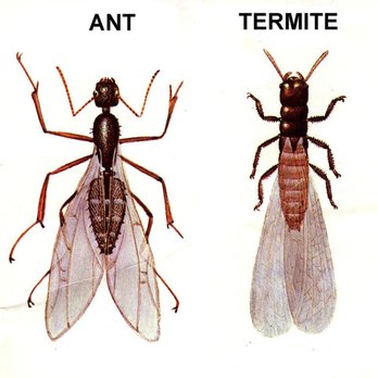 Fortress Termite Company - Home Inspectors Near Me - Arcadia, California Fortress Termite Company - Home Inspectors Near Me - Arcadia, California