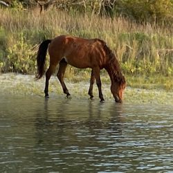 Capt Rons Island Tours - Wild horse