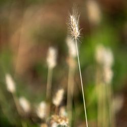 Mount Madonna County Park Giftly Beautiful Gift Card Alternative