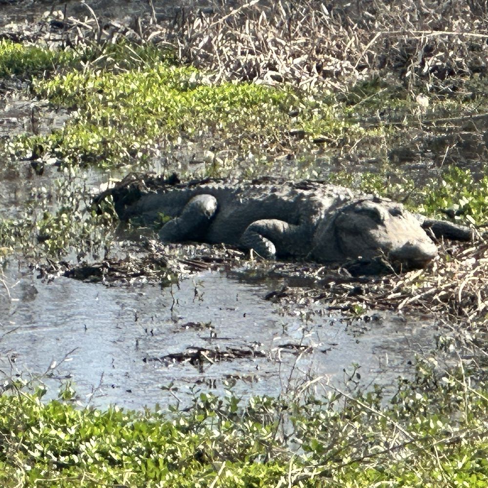 Brazos Bend State Park - Large - Parks Near Me - Needville, Texas