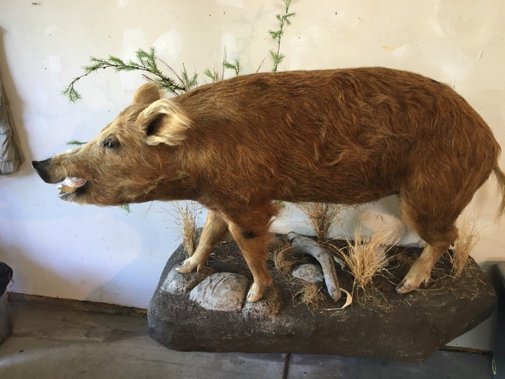 Capture The Wild Taxidermy - taxidermy in Littleton, CO