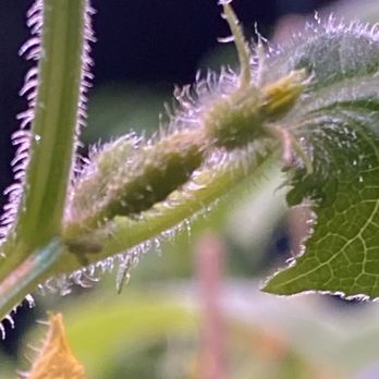 Worley's Greenhouse & Nursery - Cucumber seedlings - Nurseries & Gardening Near Me - Owasso, Oklahoma