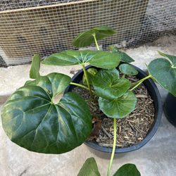 Monroe Pacific Nursery