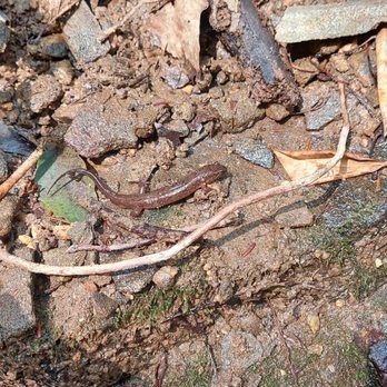 Anna Ruby Falls - Salamander - Hiking Near Me - White, Georgia