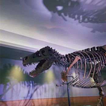 Field Museum - Sue the T. Rex - Museums Near Me - Chicago, Illinois