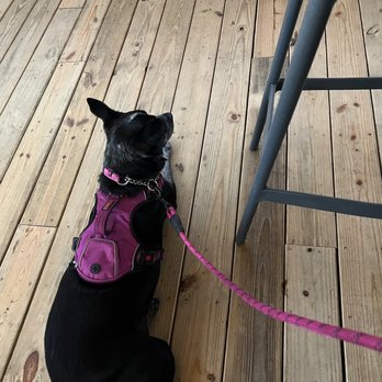 The Rollin' Mullet - Pets welcome - Beer Bar Near Me - Tampa, Florida The Rollin' Mullet - Pets welcome - Beer Bar Near Me - Tampa, Florida