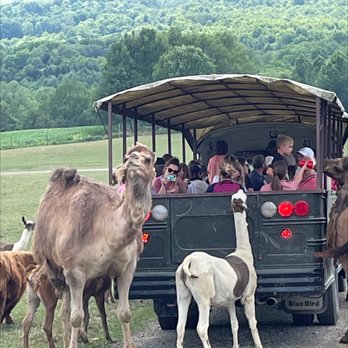 Hidden Valley Animal Adventure - Camel - Zoos Near Me - Varysburg, New York Hidden Valley Animal Adventure - Camel - Zoos Near Me - Varysburg, New York