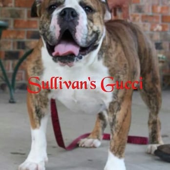 Cajun Bullies - Pet Breeders Near Me Cajun Bullies - Pet Breeders Near Me