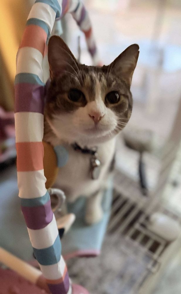 In Home Pet Services By K - pet boarding facility in Cincinnati, OH
