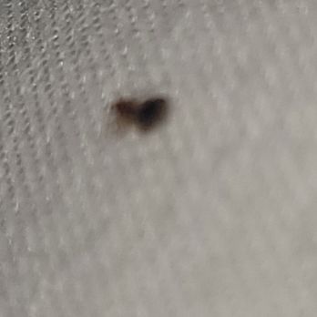 Motel 6 - Bed bug - Hotels Near Me - Maryland Heights, Missouri