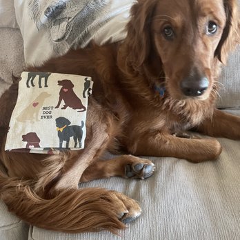 Destination Dog Training - Pet Training Near Me