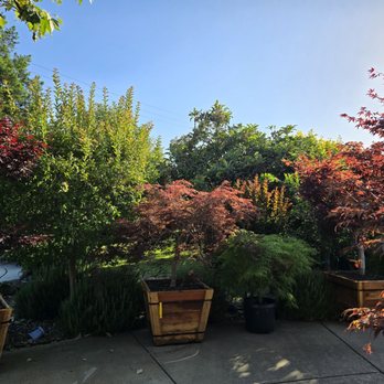 Trees Outlet - Nurseries & Gardening Near Me - Sacramento, California Trees Outlet - Nurseries & Gardening Near Me - Sacramento, California