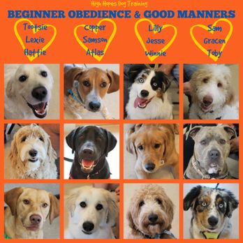 High Hopes Dog Training - Pet Training Near Me - Cave Spring, Virginia