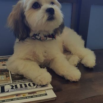 fur pal grooming spa