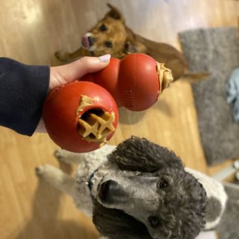 Eden Animal Training Services - Filled Kong's! Everyone's favorite treat! - Pet Training Near Me Eden Animal Training Services - Filled Kong's! Everyone's favorite treat! - Pet Training Near Me