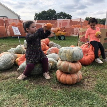 Thistleberry Farm - Pumpkin picking - Parks Near Me - South Bend, Indiana Thistleberry Farm - Pumpkin picking - Parks Near Me - South Bend, Indiana