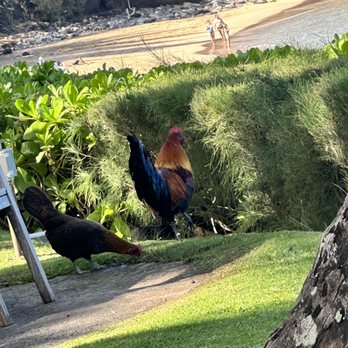 Burger Shack - Roaming rooster and his hen - Burgers Near Me - Kapalua, Hawaii
