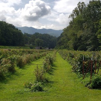 The Berry Farm - Pick Your Own Farms Near Me - Marshall, North Carolina