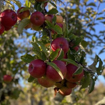 Apple-A-Day Ratzlaff Ranch - Apples to pick straight from the tree - Fruits & Veggies Near Me - Sebastopol, California