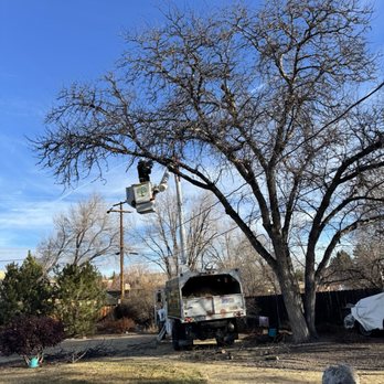 Ohana Tree Bros - Ohana Tree bros limbing and trimming our Locust tree. - Tree Services Near Me - Reno, Nevada Ohana Tree Bros - Ohana Tree bros limbing and trimming our Locust tree. - Tree Services Near Me - Reno, Nevada