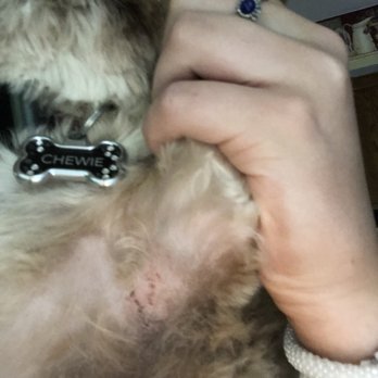 Doggy Day Spa Grooming - Pet Groomers Near Me - Oswego, Illinois Doggy Day Spa Grooming - Pet Groomers Near Me - Oswego, Illinois