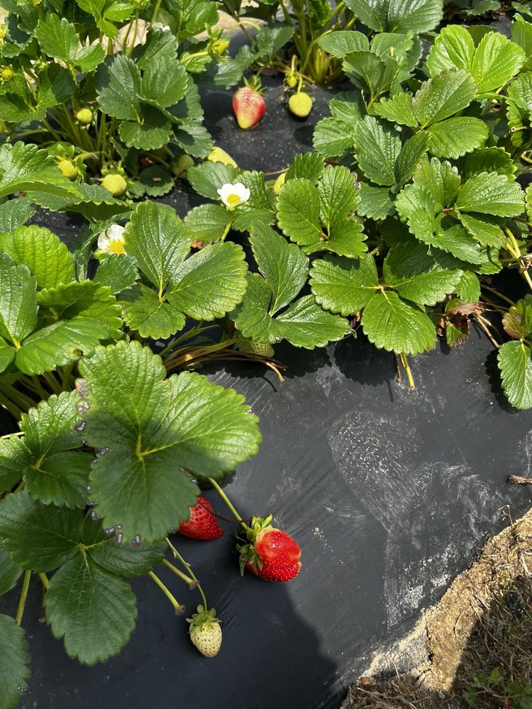 COTTLE STRAWBERRY FARM Updated August 2024 32 Photos & 20 Reviews