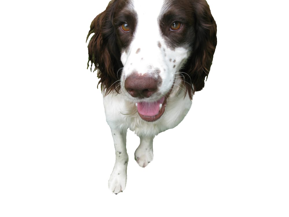 DUKES PLACE DOG GROOMING Updated July 2024 3119 Ashburn Avenue