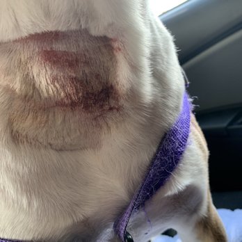 The Animedic - Razor cut from pet - Veterinarians Near Me - Philadelphia, Pennsylvania