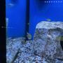 Photo of Iowa Pet Foods & Seascapes