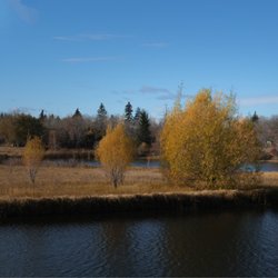 Broadmoor Lake - Trees