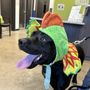 Photo of Souris Valley Animal Shelter