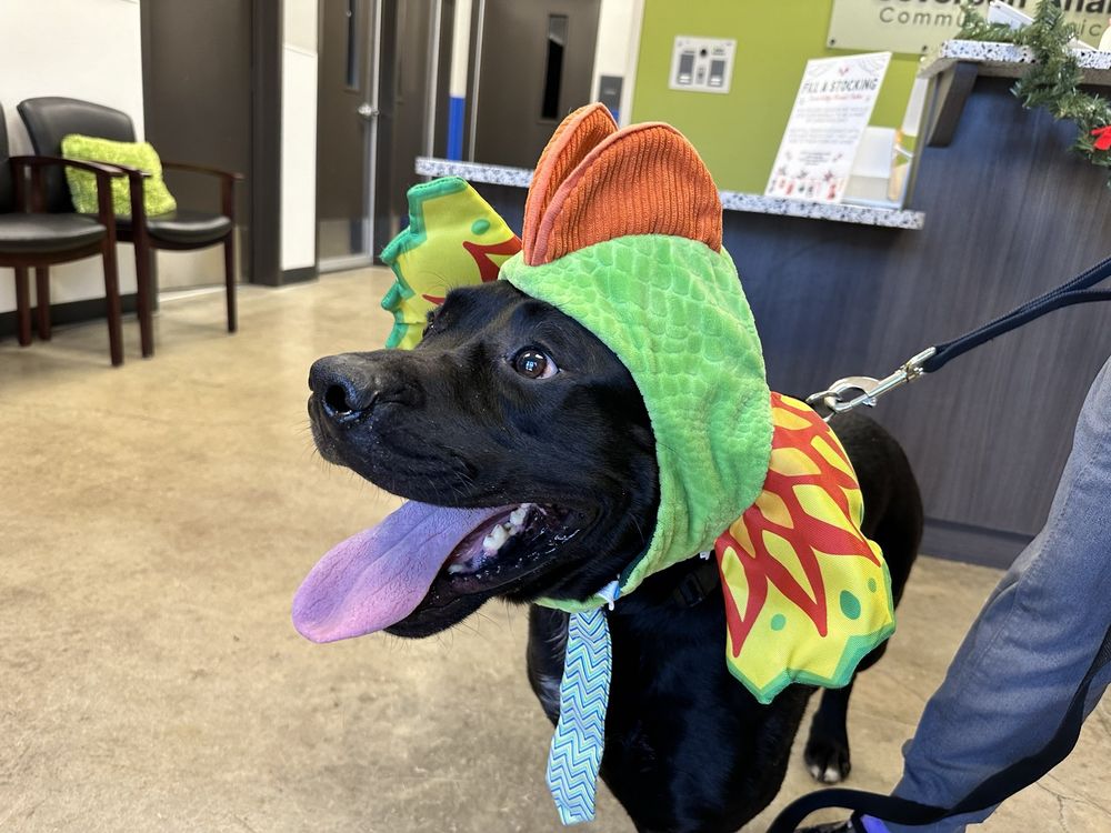 SOURIS VALLEY ANIMAL SHELTER Updated August 2024 16 Photos 1935