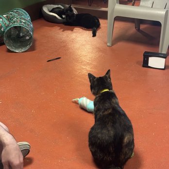 Coffee and the Cats - Coffee & Tea Near Me - Rapid City, South Dakota