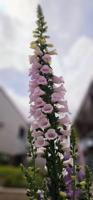 Stanford Shopping Center by null