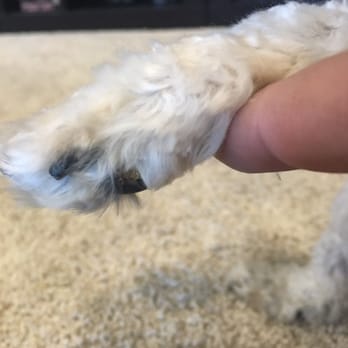 DesiLu's Pet Boutique, LLC - Cut on paw pad (the yellow crust). First time a groomer has ever broken the skin on our dog in six years. - Pet Groomers Near Me - Lynnwood, Washington DesiLu's Pet Boutique, LLC - Cut on paw pad (the yellow crust). First time a groomer has ever broken the skin on our dog in six years. - Pet Groomers Near Me - Lynnwood, Washington