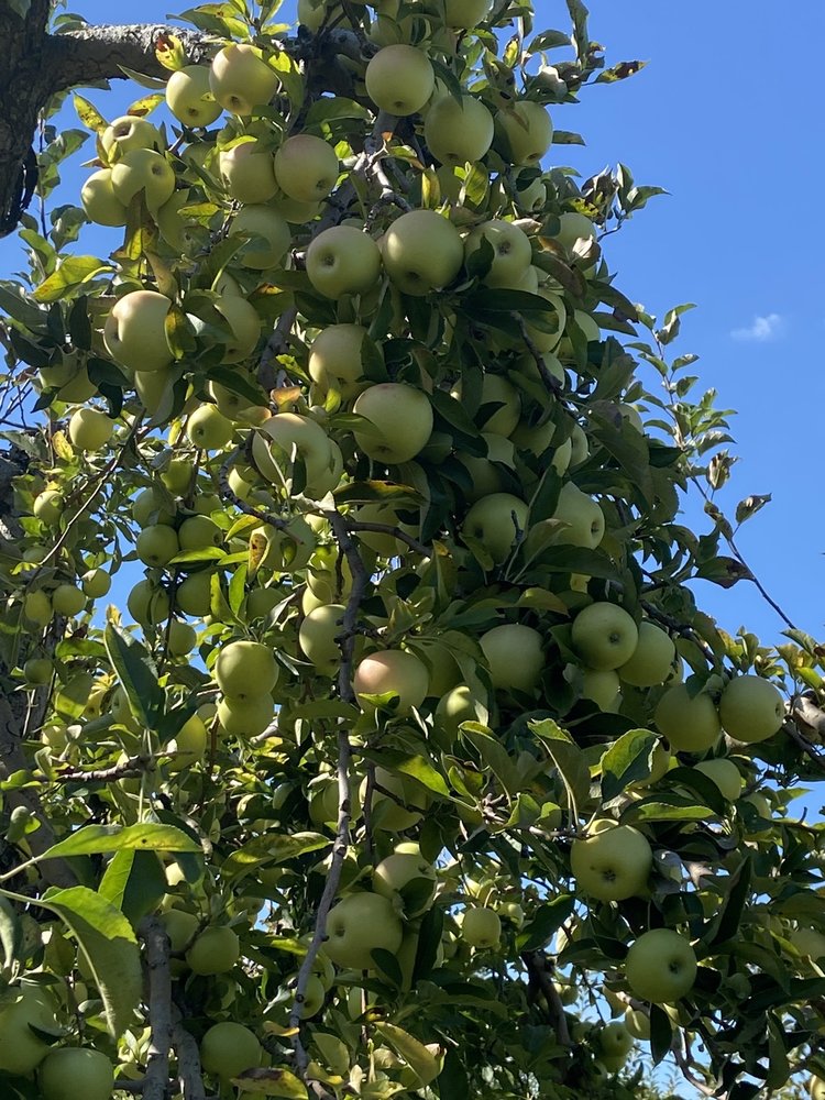 MCCLURE’S TATE ORCHARD Updated September 2024 46 Photos & 29