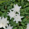 Soos Creek Botanical Garden And Heritage Center gift card