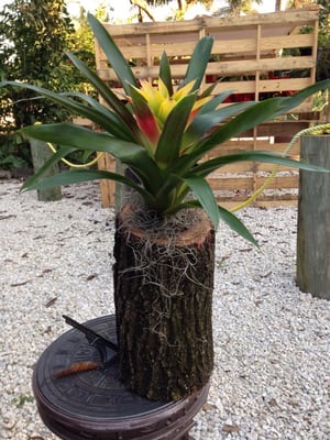 Redland Ranch by null