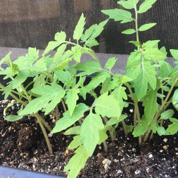Hostel On 3rd - Tomatos out of the kitchen - Hostels Near Me - San Diego, California Hostel On 3rd - Tomatos out of the kitchen - Hostels Near Me - San Diego, California