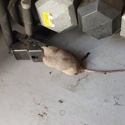 This place has rats and termites