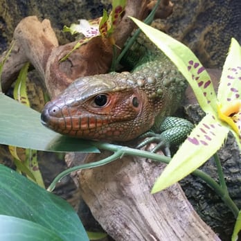 Redding Reptiles - Reptile Shops Near Me - Redding, California