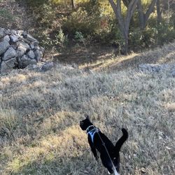 Tassajara Creek Regional Park - Cat exploring some of the open space