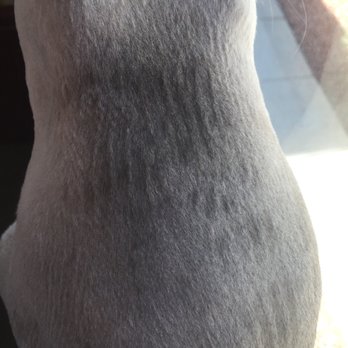 Paw Palace - Pet Groomers Near Me - Henderson, Nevada