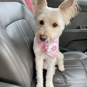 Buddies - Lola !! Rocking her new cut - Pet Groomers Near Me - Las Vegas, Nevada