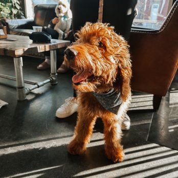 Falls City Brewing - Dog friendly spot! - Breweries Near Me - Louisville, Kentucky Falls City Brewing - Dog friendly spot! - Breweries Near Me - Louisville, Kentucky