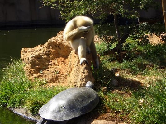 Honolulu Zoo by null