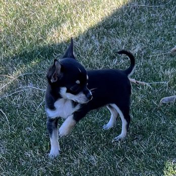Doc's Veterinary Hospital - Frankie loves DOCs. He's not even afraid to go to the vet. They treat him, and all of ours dogs, with such compassion. - Veterinarians Near Me - Carson City, Nevada