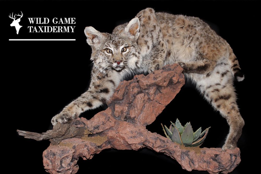 Wild Game Taxidermy - taxidermy in Kyle, TX